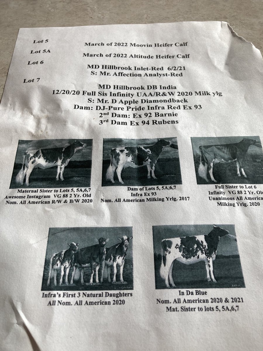 ToadLiette's tweet photo. Just bought a really nice heifer calf from this cow family https://t.co/Myr5AmiFYc