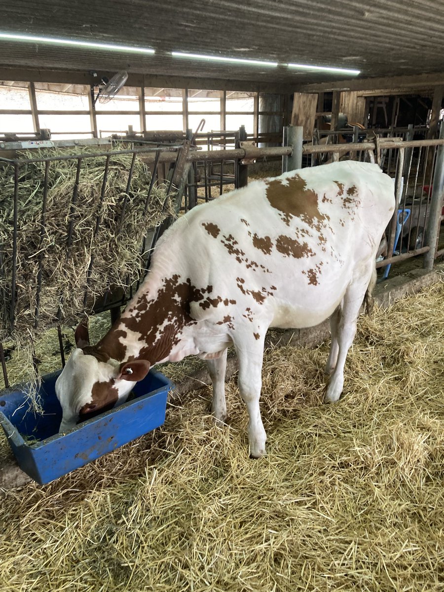 ToadLiette's tweet photo. Just bought a really nice heifer calf from this cow family https://t.co/Myr5AmiFYc