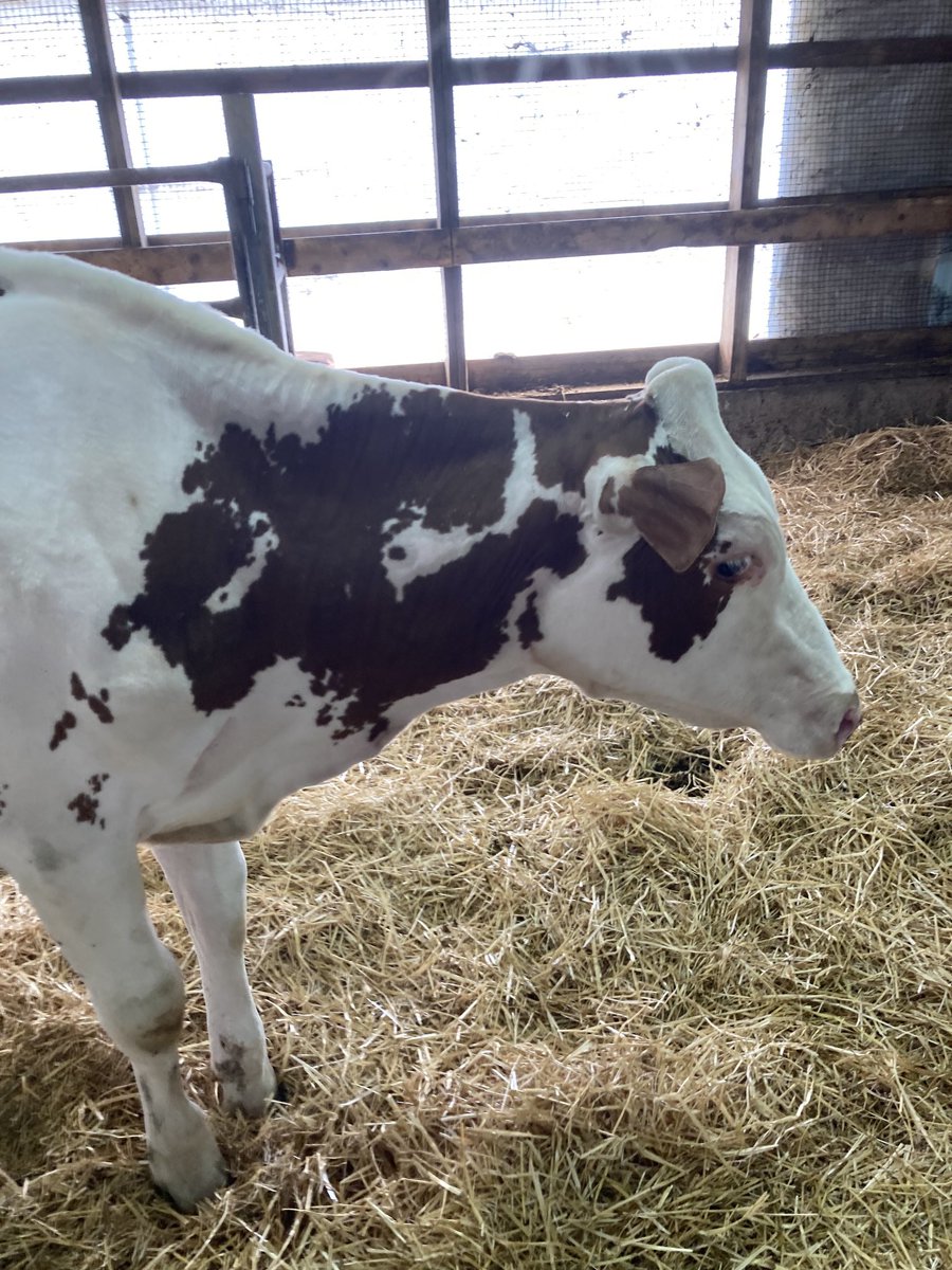 ToadLiette's tweet photo. Just bought a really nice heifer calf from this cow family https://t.co/Myr5AmiFYc