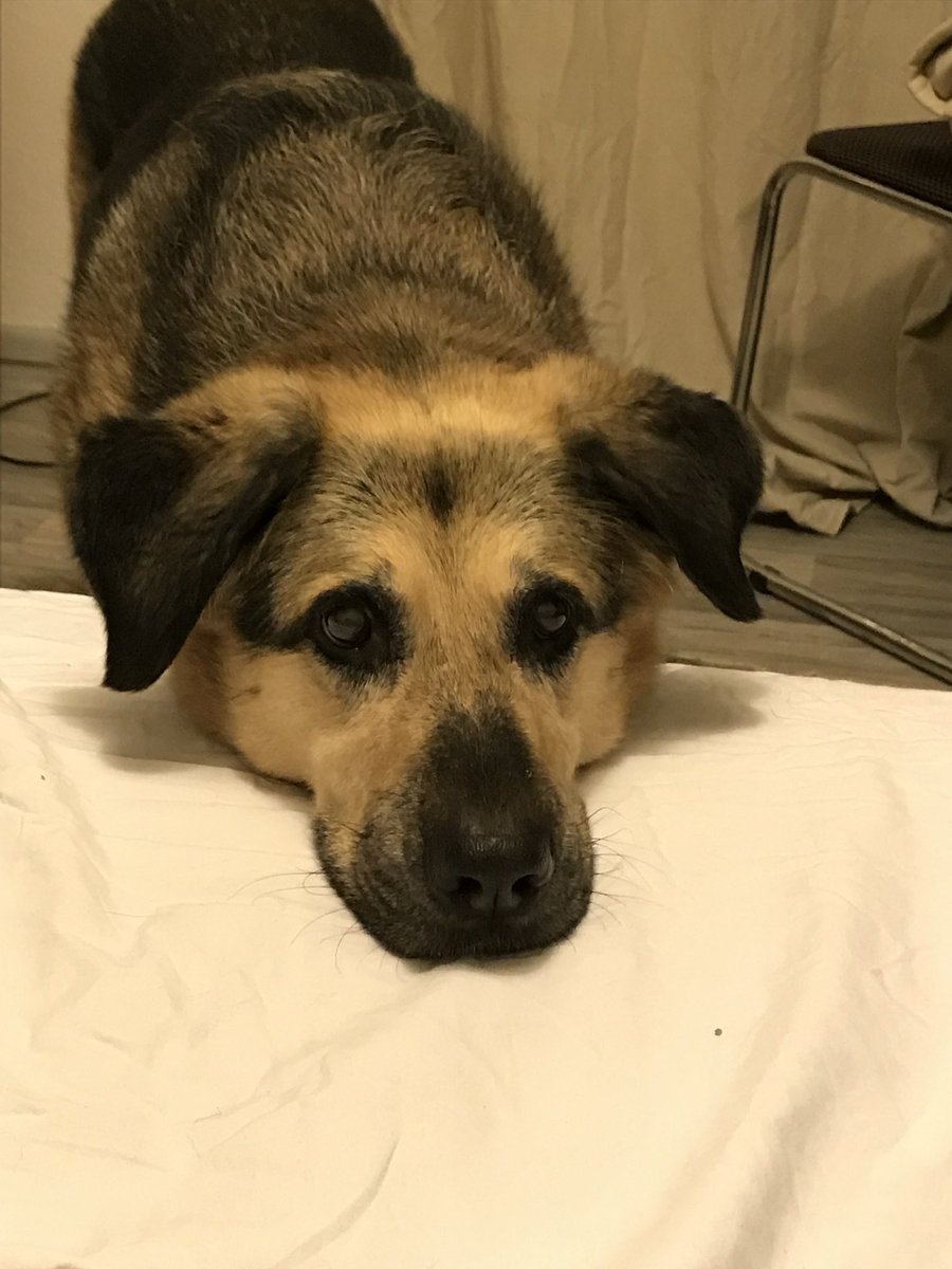 VincentMyBest's tweet photo. @NEHumaneSociety Here’s Mira. My fluffy German shepherd, Bernese, Labrador Mix https://t.co/bqhi4q6mvX