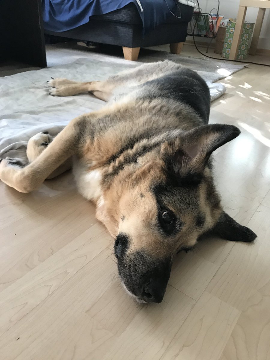 VincentMyBest's tweet photo. @NEHumaneSociety Here’s Mira. My fluffy German shepherd, Bernese, Labrador Mix https://t.co/bqhi4q6mvX