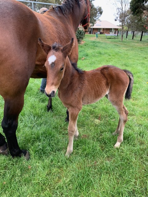 Anthony Webb (@apexguy01) on Twitter photo Very little social media but Bathurst Gold Crown starts tonight - best of luck to <a href="/MilesRacing/">Miles Racing</a> and the filly we bred Our Princess Di making her debut in the 5th heat of the Gold Tiara - getting a horse that you bred to the races is a long journey, π€for tonight #breedingiscool Very little social media but Bathurst Gold Crown starts tonight - best of luck to <a href="/MilesRacing/">Miles Racing</a> and the filly we bred Our Princess Di making her debut in the 5th heat of the Gold Tiara - getting a horse that you bred to the races is a long journey, π€for tonight #breedingiscool