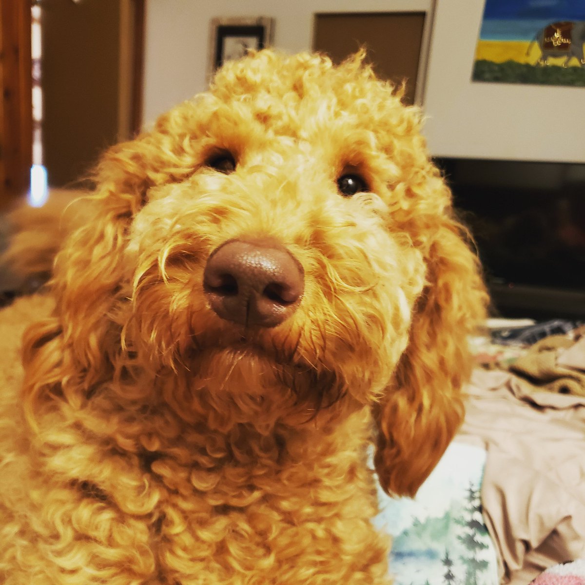 MoonieDolly's tweet photo. @MysteryPup4 Your pup is beautiful. No one comments mine either. Meet "Scarlett Rose". https://t.co/J3w3Ml1Fip