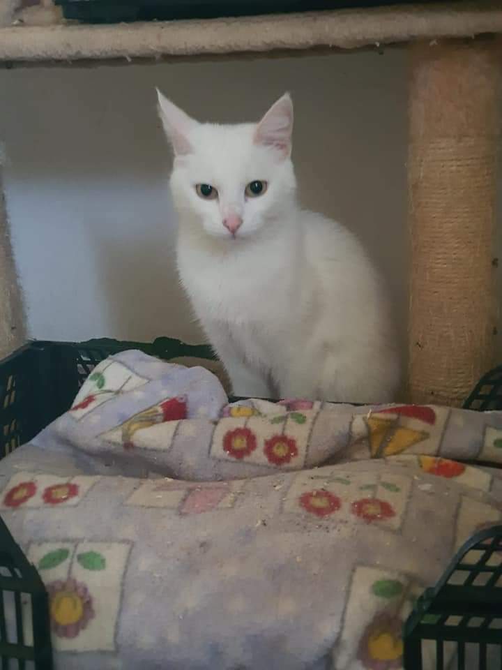 SilviaMylo's tweet photo. Blanca 
2 años
Su familia la entregó porque ya no se hacian más cargo de ella....
Ahora está en una habitación,pero viene de una casa y se me muere de pena 💔💔
No puede seguir en el refugio 🆘🆘🆘
San Fernando, Cádiz ( puede viajar )
WhatsApp 673710205 https://t.co/ohB4bPYSg7