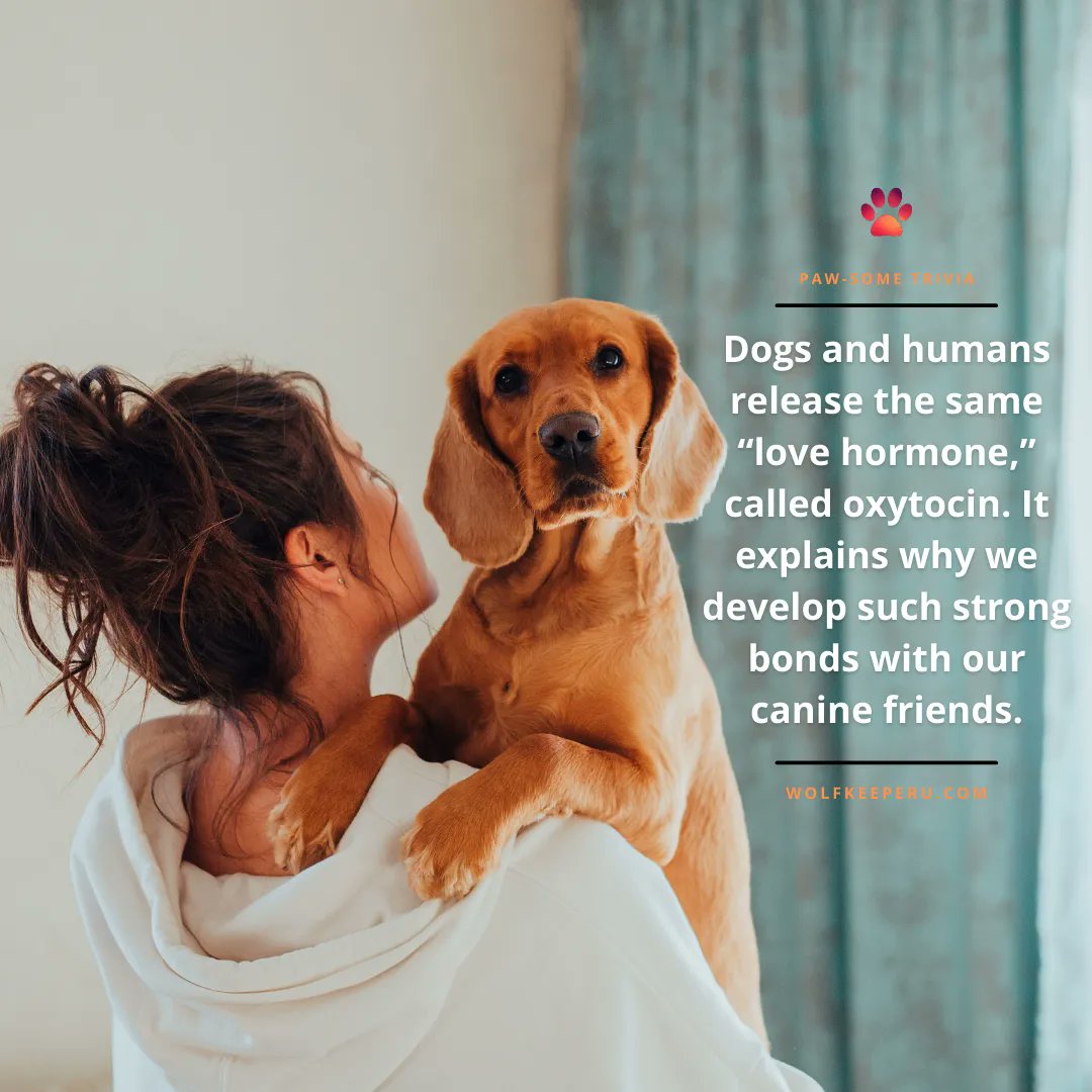 Do Dogs Release Oxytocin(02)