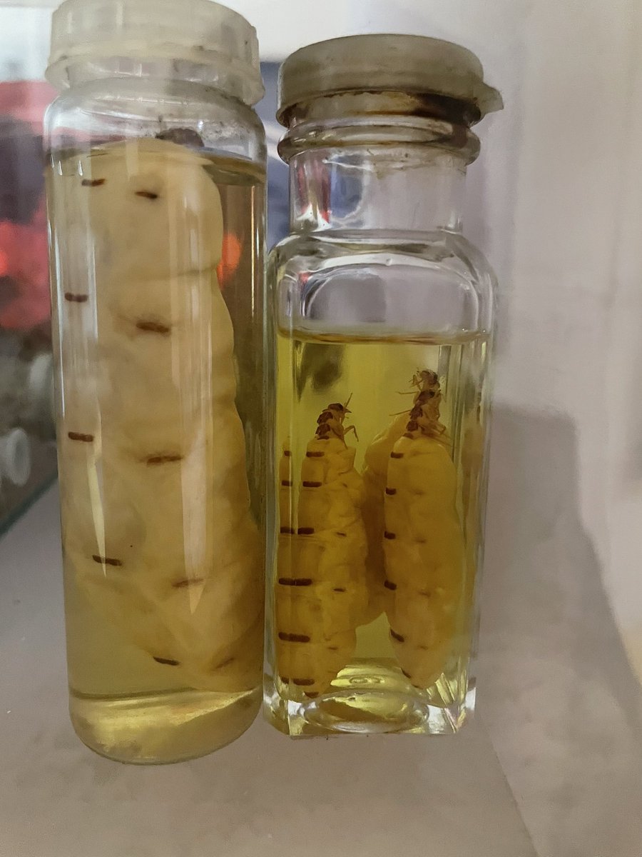 flygirlNHM's tweet photo. If you don’t think that insects are amazing/strange/incredible - then you’ve never seen a queen termite 

Basically Ovaries with mouths! The queen maintains peak egg for 7-10 years. New eggs can be produced every 3 seconds &amp; she can live for 20 years 

That’s 219,000,000 eggs 😶 https://t.co/Z2cI1sI5Qm
