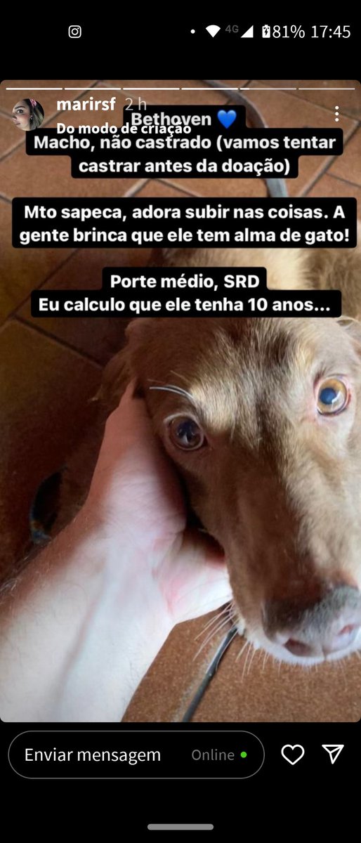 RinaPri's tweet photo. Se você conhece algum lar temporário ou alguém que tope adotar os bichinhos (1 só ou os 3),por favor, me chama. Elas estão arrasadas, eu tô inconformada. Seguem as fotos https://t.co/RZ1yonI7FO