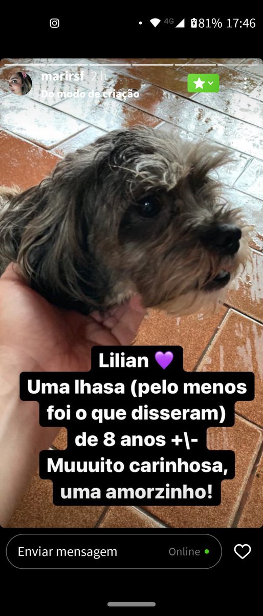 RinaPri's tweet photo. Se você conhece algum lar temporário ou alguém que tope adotar os bichinhos (1 só ou os 3),por favor, me chama. Elas estão arrasadas, eu tô inconformada. Seguem as fotos https://t.co/RZ1yonI7FO