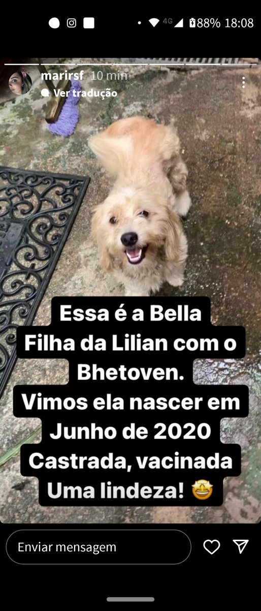 RinaPri's tweet photo. Se você conhece algum lar temporário ou alguém que tope adotar os bichinhos (1 só ou os 3),por favor, me chama. Elas estão arrasadas, eu tô inconformada. Seguem as fotos https://t.co/RZ1yonI7FO