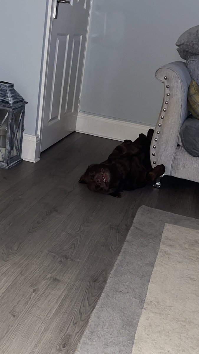 Jamiel72's tweet photo. @guidedogs https://t.co/6l3o6UMB7O