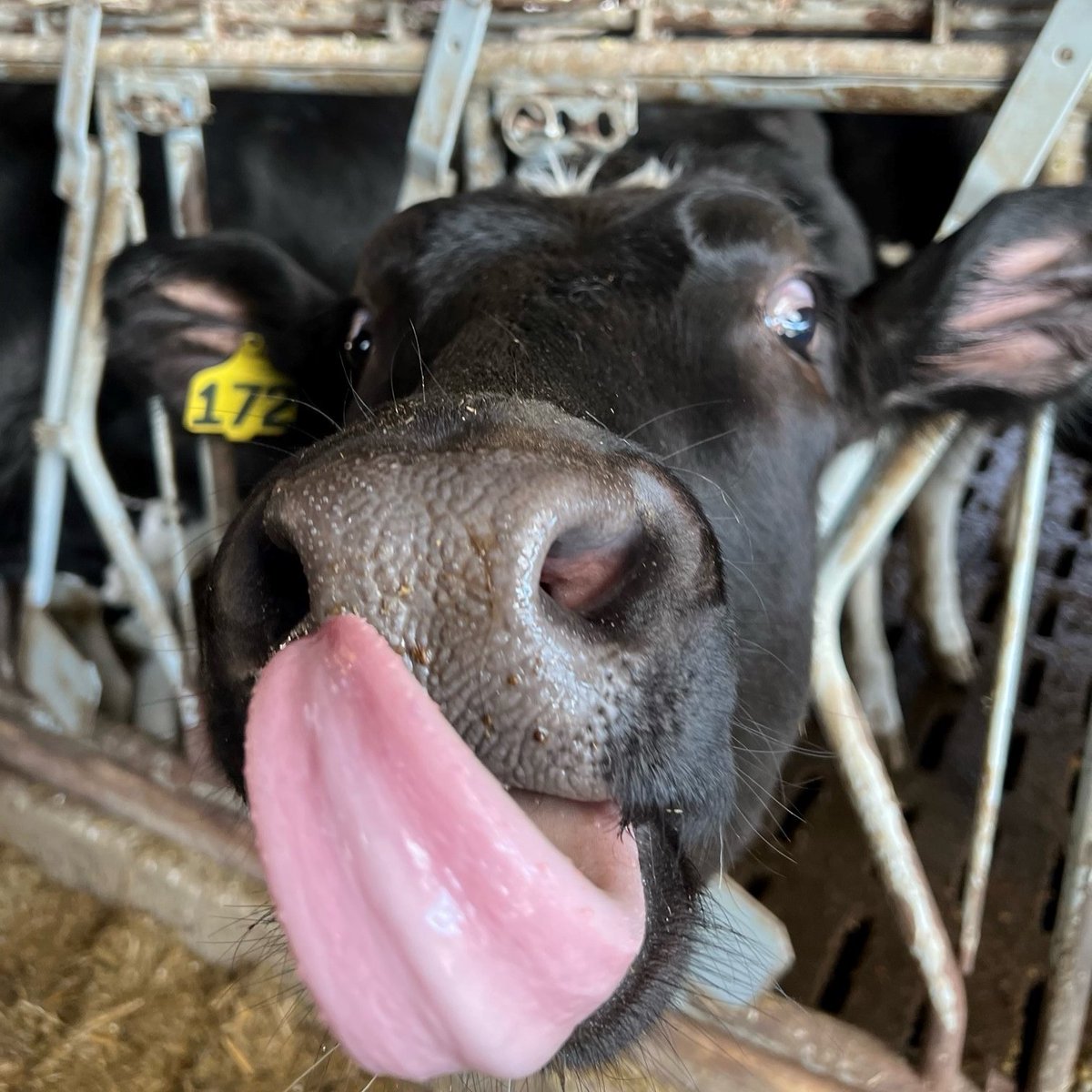 AgriKingInc's tweet image. Try not to laugh at this sweet #TongueOutTuesday