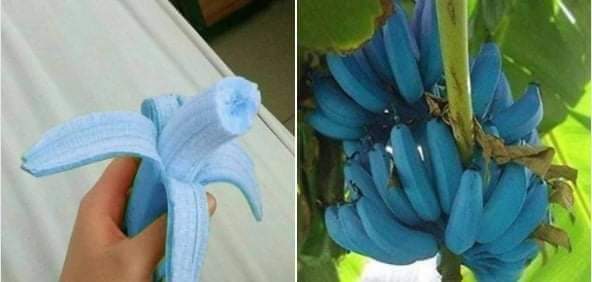 ElPortuMau's tweet photo. Peculiaridades #BlueBananas #Indonesia #Java #Arte #Arr #ArtInTheNature #Nature #Natureza #NaturePhotography #naturelovers #photography #Photo https://t.co/F85kbCjlM5
