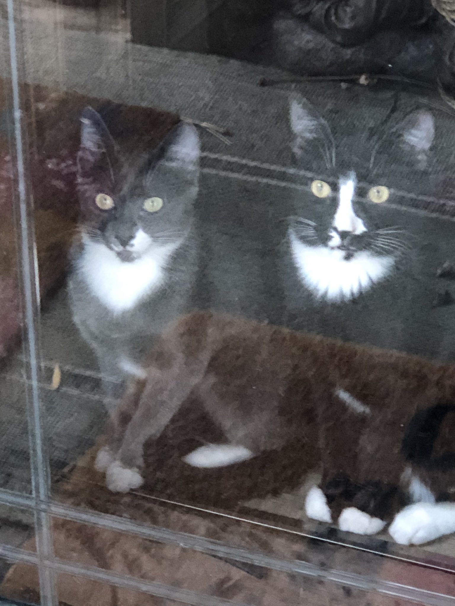 Lindaglee on Twitter "CzosekRobert Venus and Jupiter are encouraged