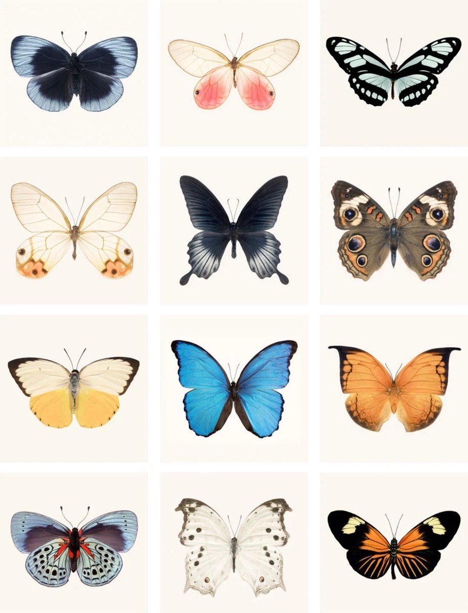 aphroditelovr's tweet photo. Butterflies https://t.co/PCwxEJzfkh