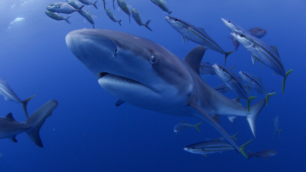 National Geographic Pristine Seas tweet media
