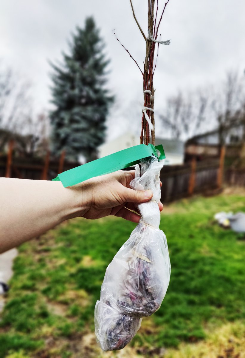 These 6 bare-root plants made it safely in the mail and will get a good water soak before planting today. What are they? Pussy willows and witch hazel. 
#BareRootPlants
#BackyardGardening