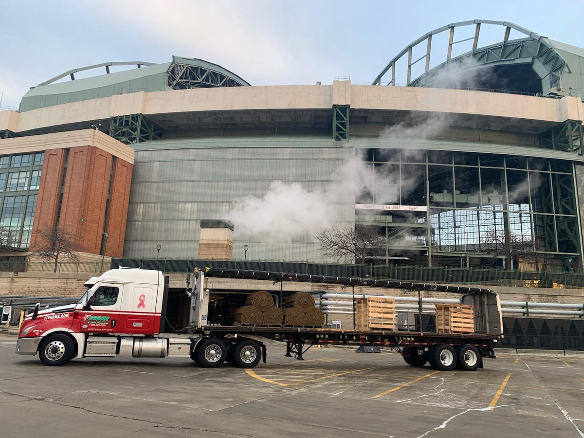 Recently installed Game Day (R) bluegrass beginning to take root in Milwaukee!