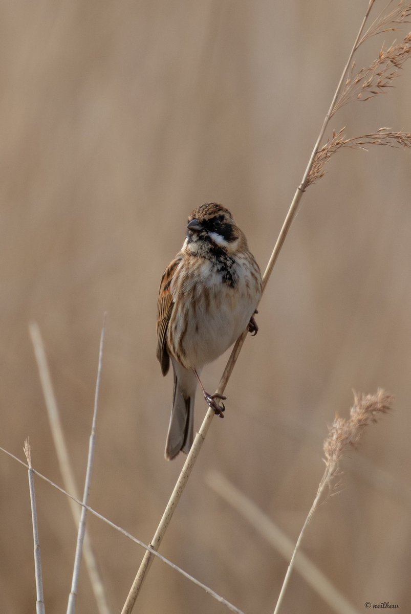 NeilBew's tweet image. Todays motley collection, Reed Bunting at Barnes WWT, Meadow Pipit, Pied Wagtail and Black Necked Grebe at Staines Res