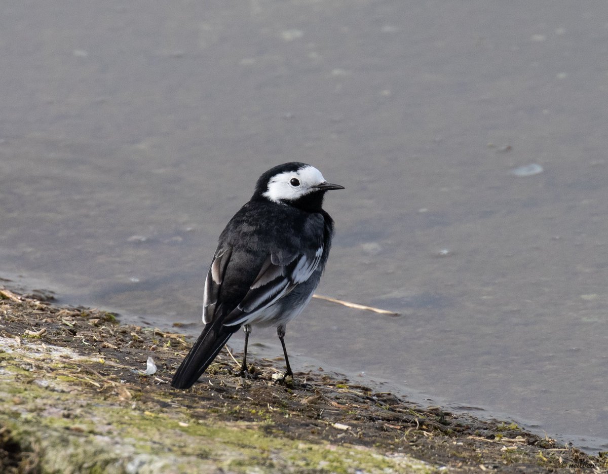 NeilBew's tweet image. Todays motley collection, Reed Bunting at Barnes WWT, Meadow Pipit, Pied Wagtail and Black Necked Grebe at Staines Res