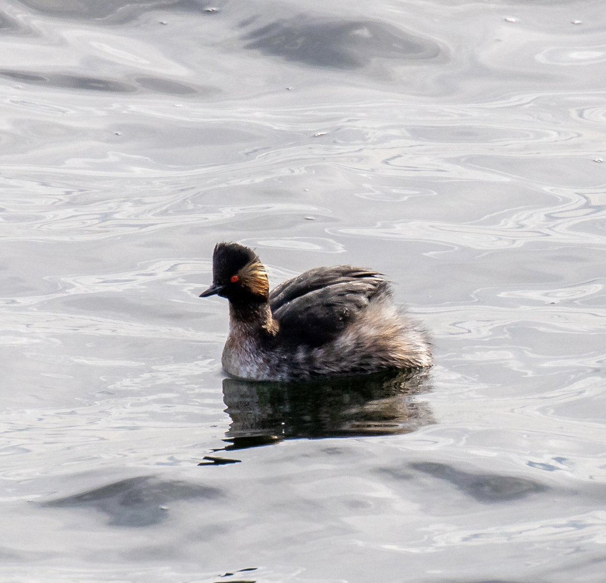 NeilBew's tweet image. Todays motley collection, Reed Bunting at Barnes WWT, Meadow Pipit, Pied Wagtail and Black Necked Grebe at Staines Res