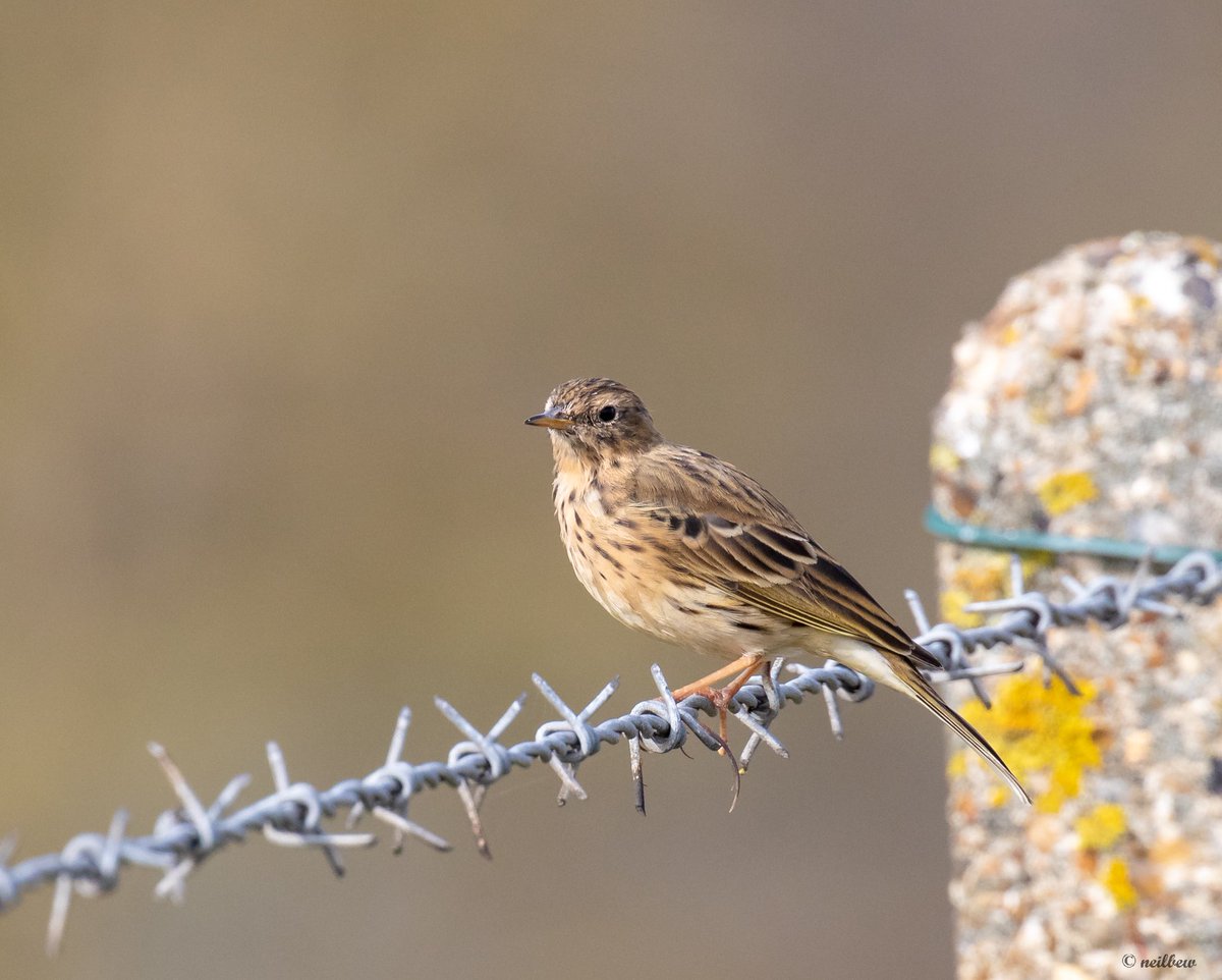 NeilBew's tweet image. Todays motley collection, Reed Bunting at Barnes WWT, Meadow Pipit, Pied Wagtail and Black Necked Grebe at Staines Res