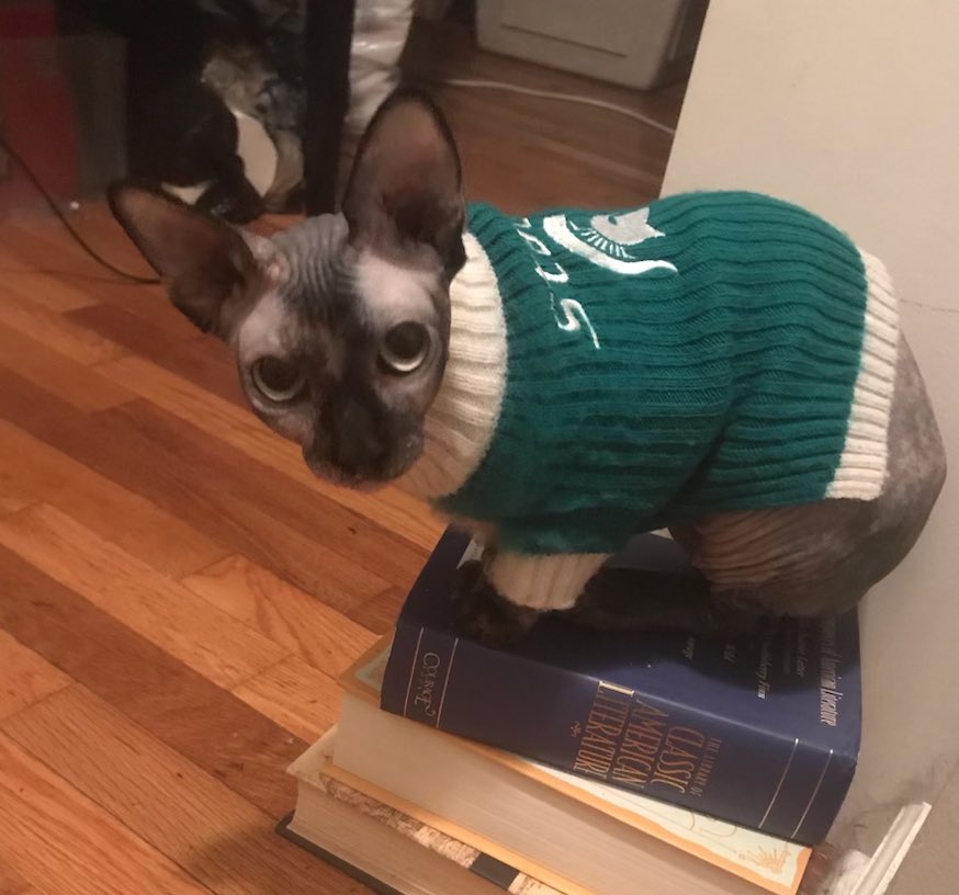 msu_fencing's tweet photo. Happy Give Green Day! Here Meg the cat is in Spartan spiritwear cheering on our "Support the MSU Fencing Club" Project! #GGDPhoto #GiveGreenDay https://t.co/PnaBcx7Avu