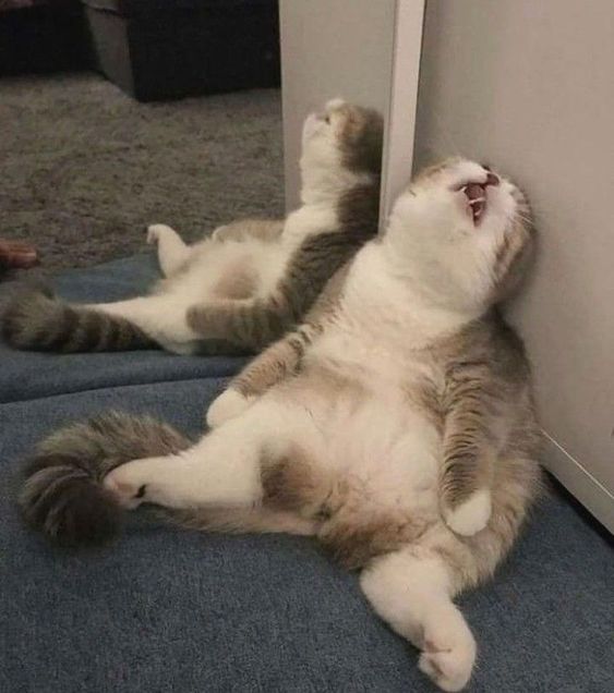 𝗥𝗧 𝗶𝗳 𝘆𝗼𝘂 𝗮𝗿𝗲 𝘀𝗹𝗲𝗲𝗽𝗶𝗻𝗴🌛💤
²ˣ ʳᵃⁿᵈᵒᵐ ᵍᶦᵛᵉᵃʷᵃʸ ⁰.⁰²ᴮᴺᴮ ᵉᵃᶜʰ ᵇʸ ⁸ᵃᵐ

Tell us your most bizarre midnight thoughts~~