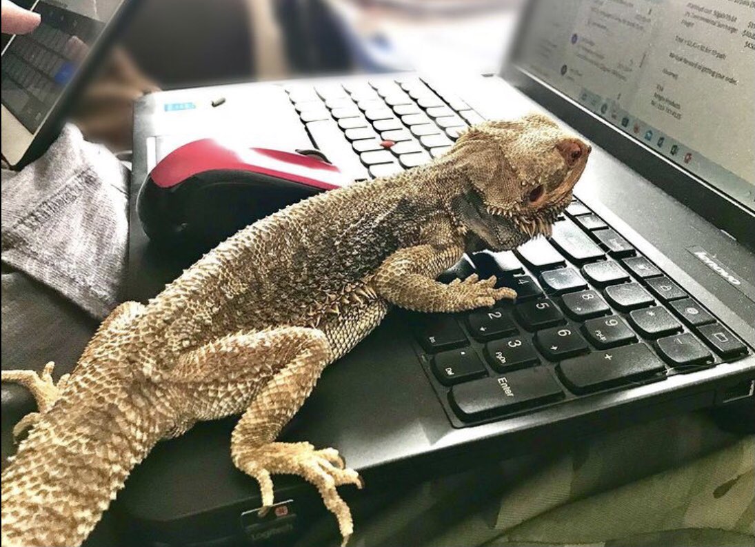 ageckoandhispjs's tweet photo. Kermit is in charge of customer service today!

#beardeddragonsoftwitter #leopardgeckosoftwitter #reptilesoftwitter #etsy #etsyshop #smallbusiness #familybusiness #reptileaccessories #lizardsoftwitter #geckosoftwitter #geckolove https://t.co/e2vwLjCH49