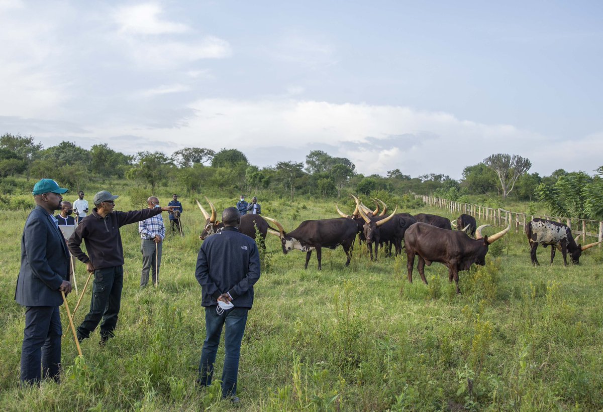 UrugwiroVillage's tweet photo. Earlier today, President Kagame received General Muhoozi Kainerugaba at his farm where he gifted him with Inyambo cows. https://t.co/BmXHadPZap