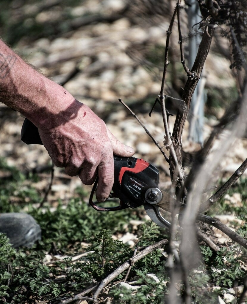 ChampGremillet's tweet photo. La coutume nous dit "Taille tôt, taille tard, rien ne vaut la taille de mars". Moment crucial dans le cycle de la vigne, cette étape sera déterminante pour la récolte à venir. 
-⁠
Follow us 👇⁠
@champagnegremillet⁠
@champagnegremillet⁠
-⁠
#champag… https://t.co/Z7Zg6PV9H8 https://t.co/3wVoHPJf1S