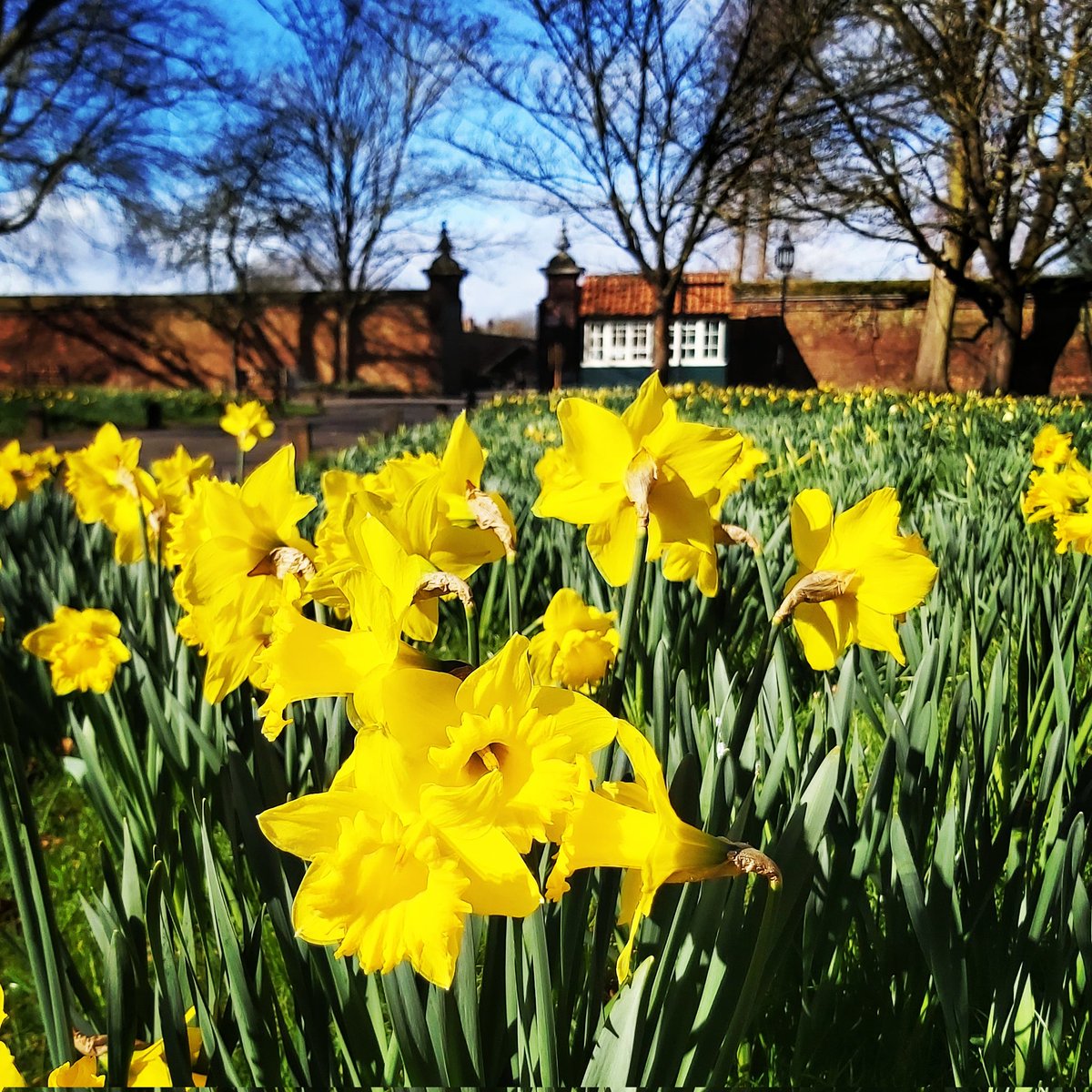 Free entry to the gardens this weekend! Come and see the daffs 🥳
#gardens #gardening #spring #nature #englishgardens #history