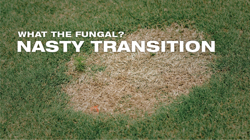 Bermudagrass decline is nothing new, but take-all root rot should still be kept top of mind when treating turf. With prevalent diseases, especially in warm-season turf, early identification is key. Read the full article to learn what to look out for: on.basf.com/3J9Jqbz