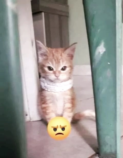 SnowFairy29's tweet photo. Angy baby... hand over your coffee and nobody gets hurt ๐๐พโคโ๏ธ #ItsOnlyTuesday #CatsOfTwitter #NeedsCoffee https://t.co/HdFwEGwrpR