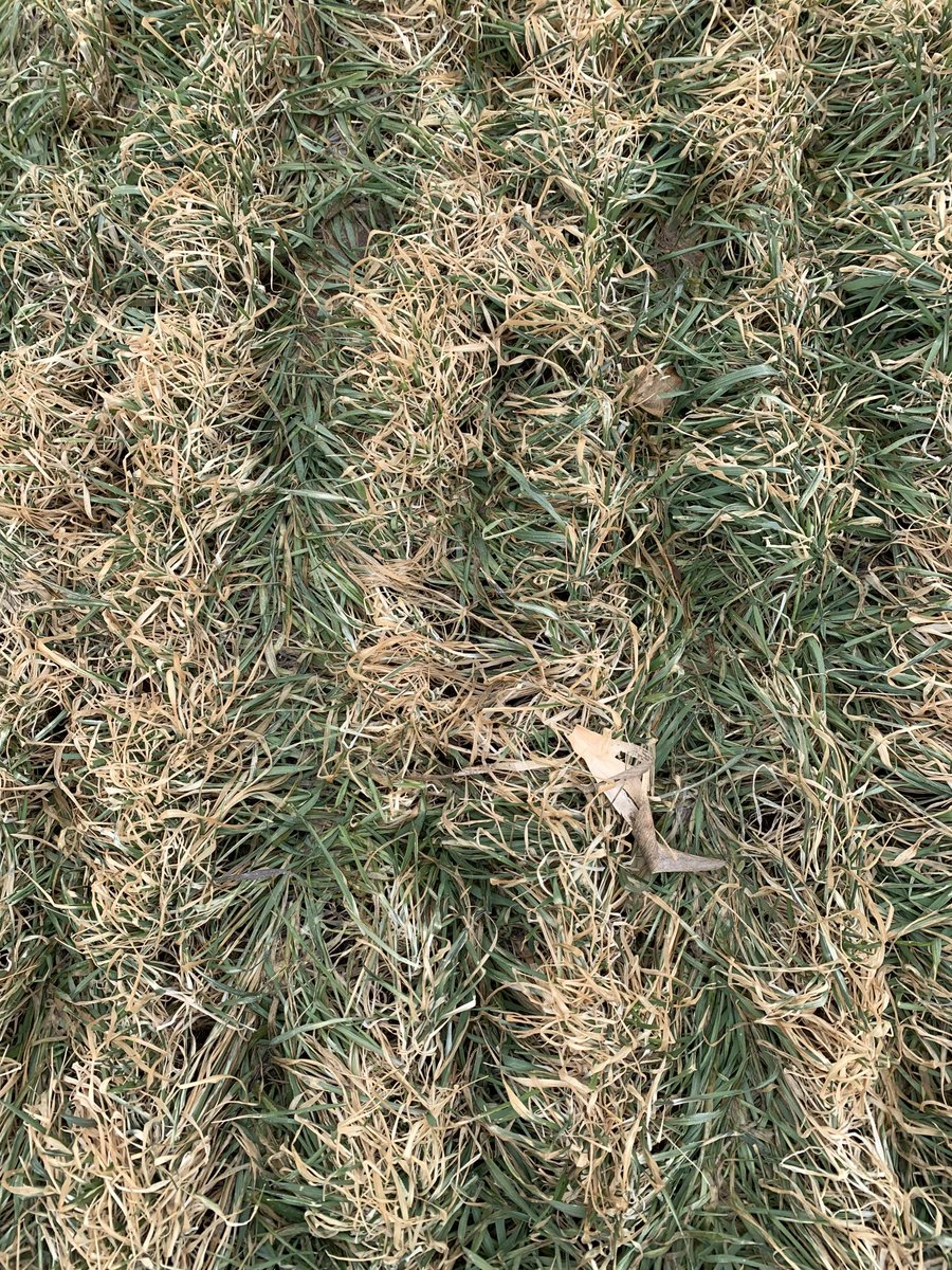 Emsilva624's tweet photo. Beautiful stand of cereal rye going into the spring. This is what the stand should look like this time of year for roller-crimping - the lack of bare soil indicates good spring weed suppression and adequate biomass. Field in southern WI. https://t.co/IxbIvqr2WH