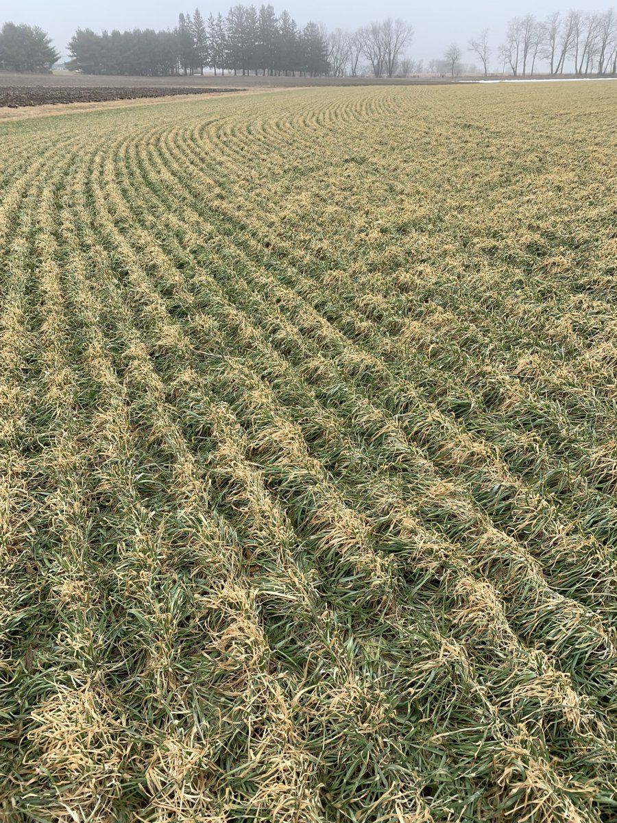 Beautiful stand of cereal rye going into the spring. This is what the stand should look like this time of year for roller-crimping - the lack of bare soil indicates good spring weed suppression and adequate biomass. Field in southern WI.