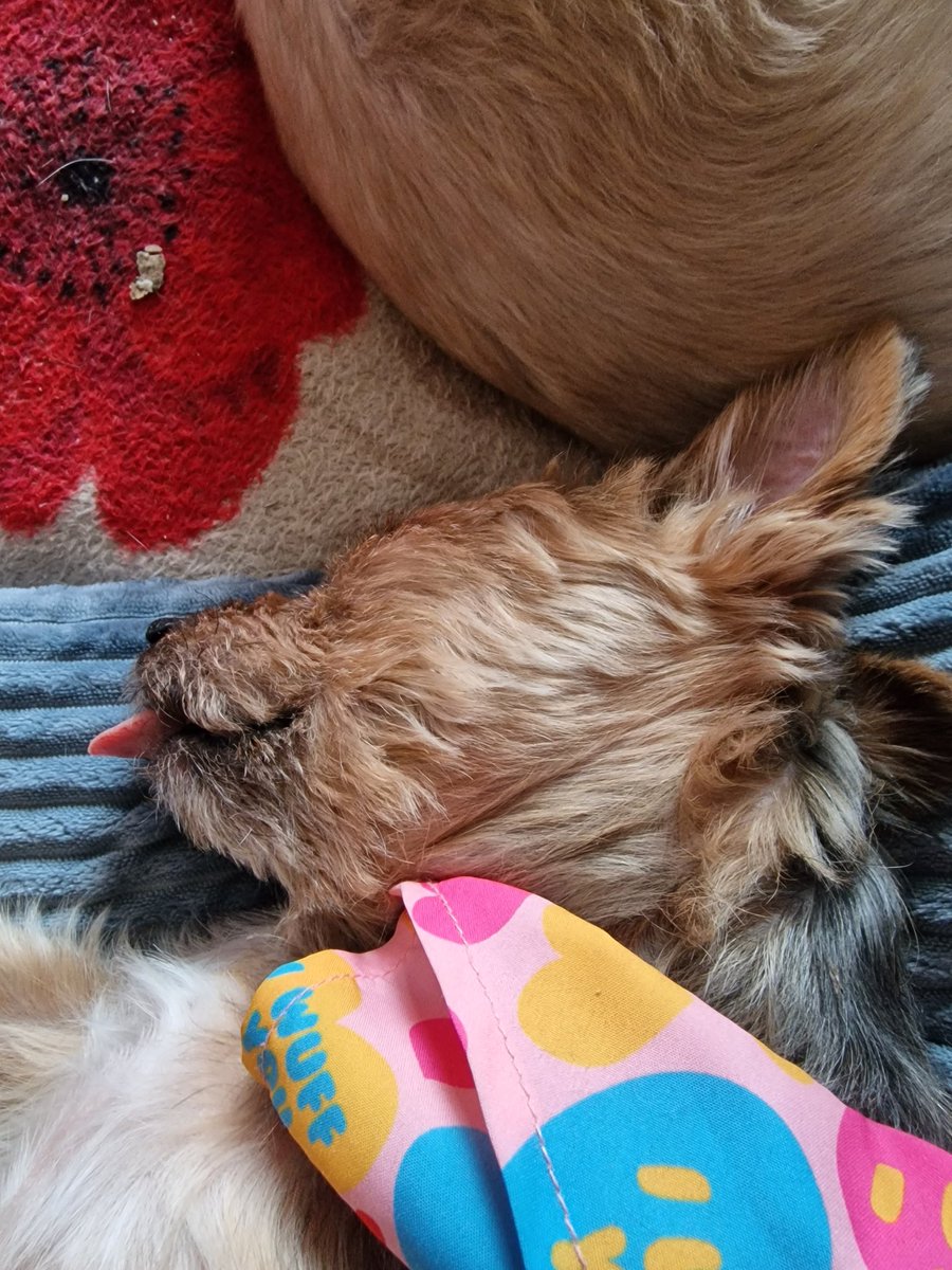 AndrewHughes88's tweet photo. Gucci says happy tongue out Tuesday. https://t.co/eIFf6aNX4G