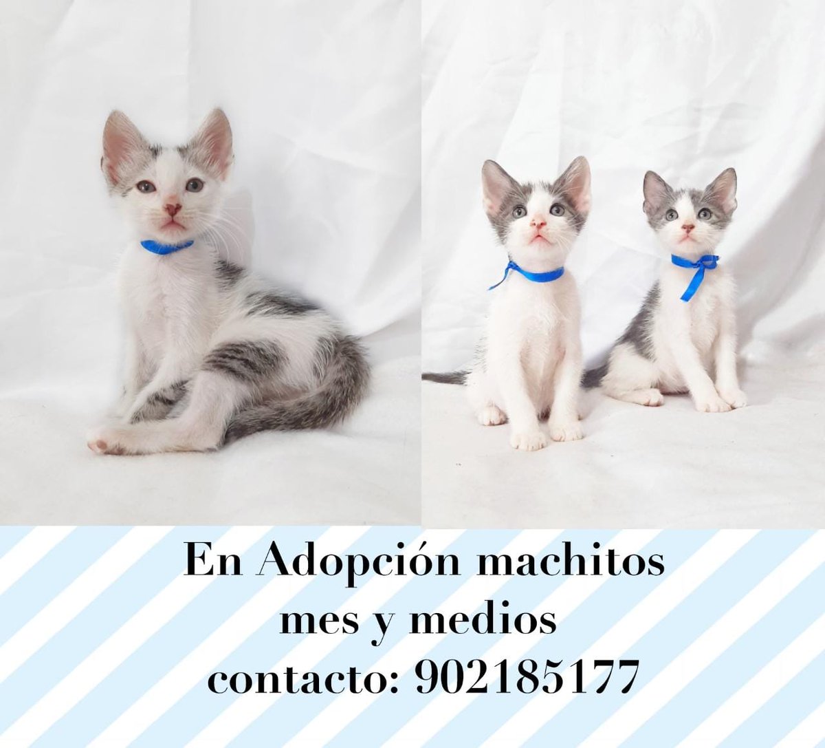AbeArci's tweet photo. X favor compartir, gatitos rescatados buscan hogar @rescate_sos @rodgonzalezl @MajuMantilla @Rescribens https://t.co/n5cNC2TUwv