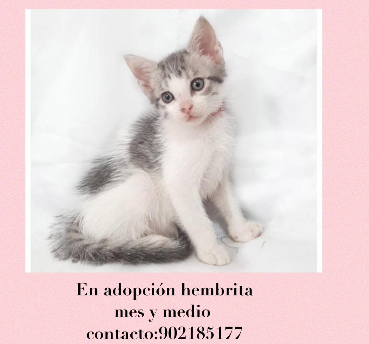 AbeArci's tweet photo. X favor compartir, gatitos rescatados buscan hogar @rescate_sos @rodgonzalezl @MajuMantilla @Rescribens https://t.co/n5cNC2TUwv
