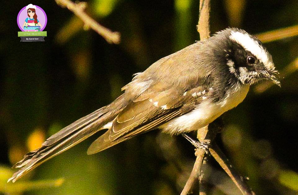 sonalyou's tweet photo. Am an avid #Birdwatcher since childhood days. Learnt the technicalities of photography(outdoor) from my hubby n some from dear friend Radhika as we had similar interests.
White browed #Robinchat,I clicked near Sajjangarh Palace #Udaipur Dec 2011.#amateur #hobby #gratitude💫 https://t.co/1K51YhGD8W