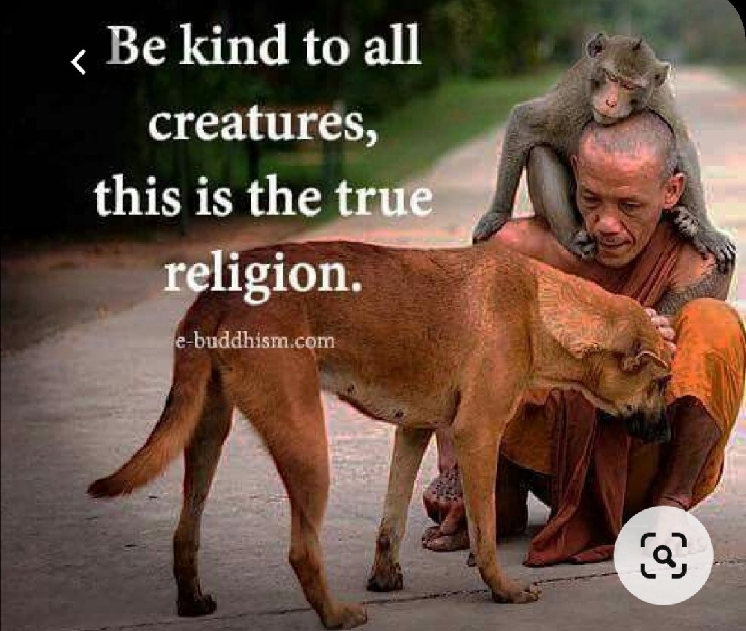 DirkMarais3's tweet photo. @_AnimalAdvocate @HSIUKorg @rickygervais @ChrisGPackham @PeterEgan6 @Protect_Wldlife @domdyer70 @CBTHunting Be kind to all animals... https://t.co/NlChyyIh8h