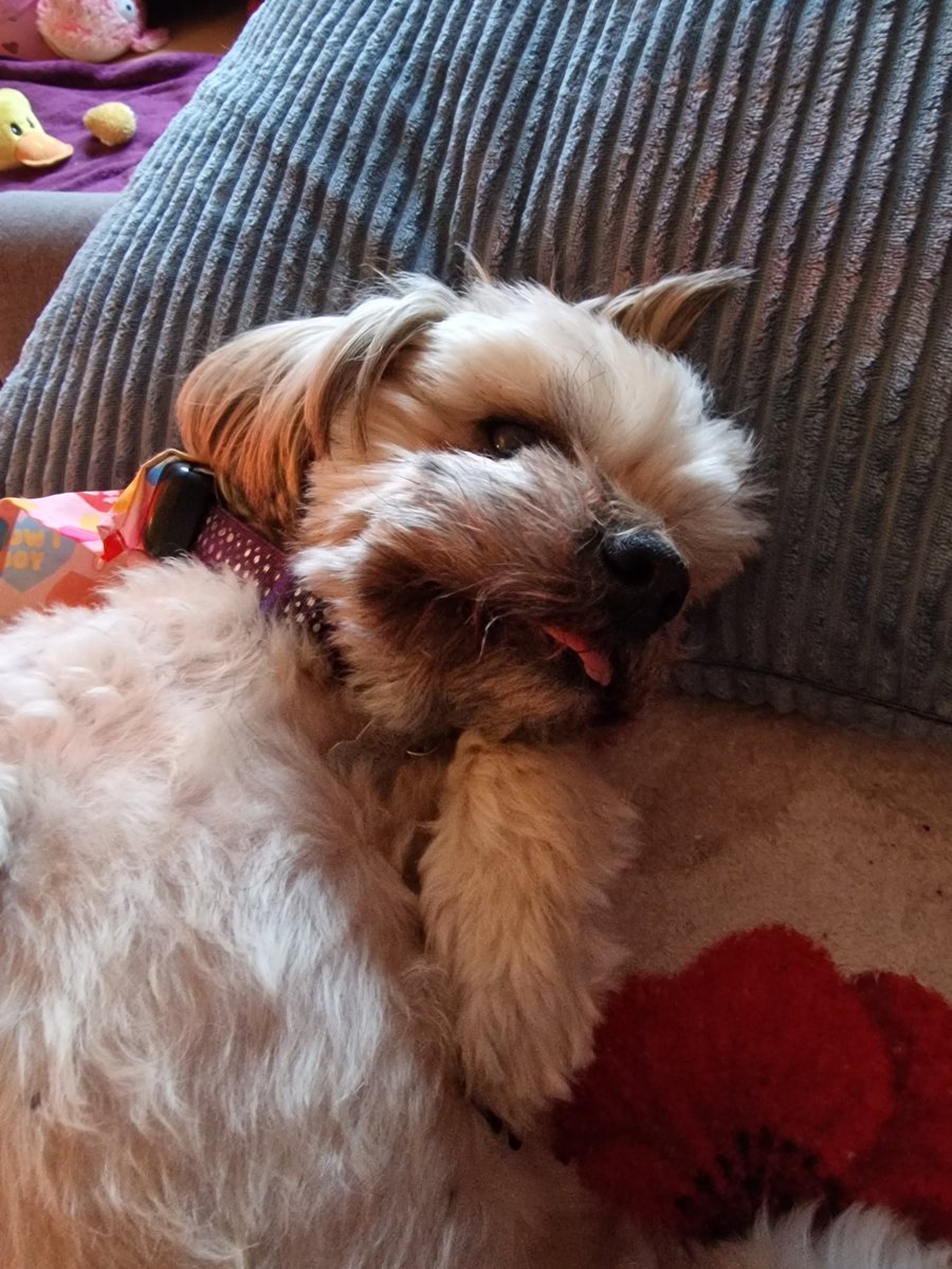 AndrewHughes88's tweet photo. Teddy says happy tongue out Tuesday. https://t.co/64bfP9vS3d
