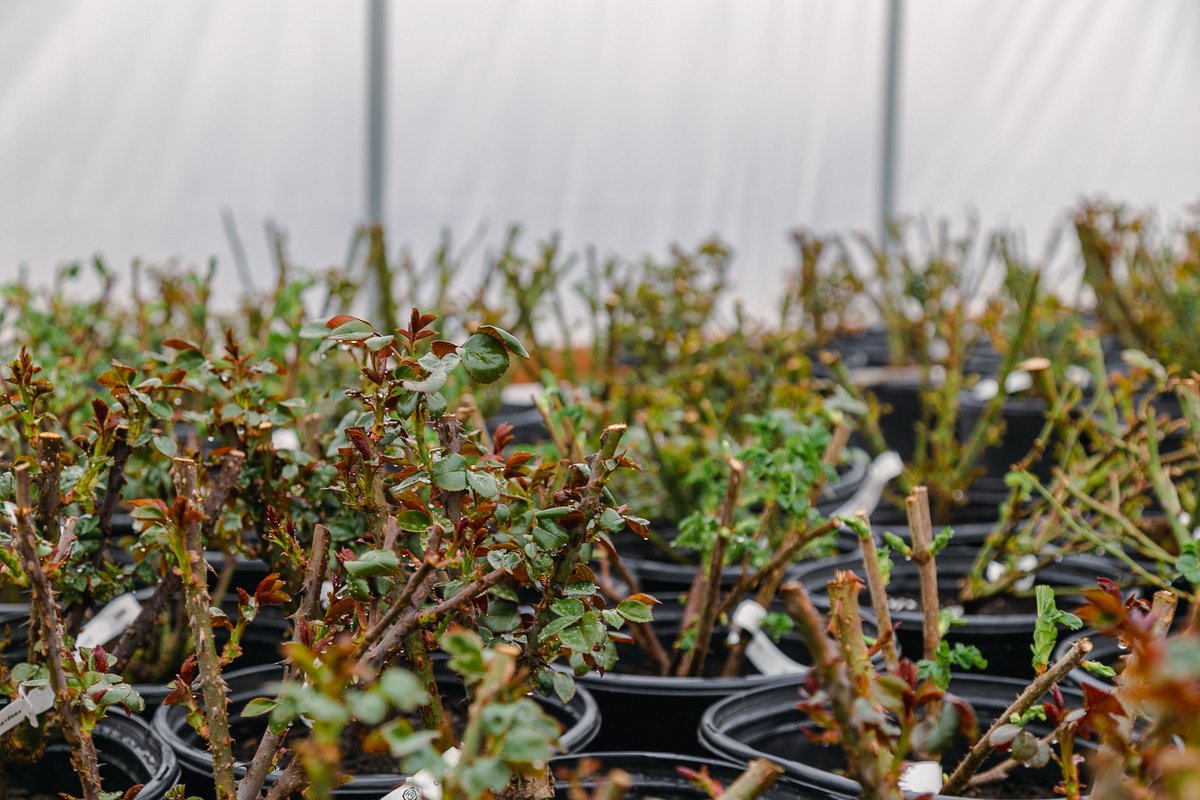 FranzWitte's tweet photo. How it started vs. how it's going. This wonderful #team planted 800 bare root roses on February 8th. You can preorder these roses online at https://t.co/j5naIuZuvp. They will be available for pickup in early May! https://t.co/OWMWtY8S1a
