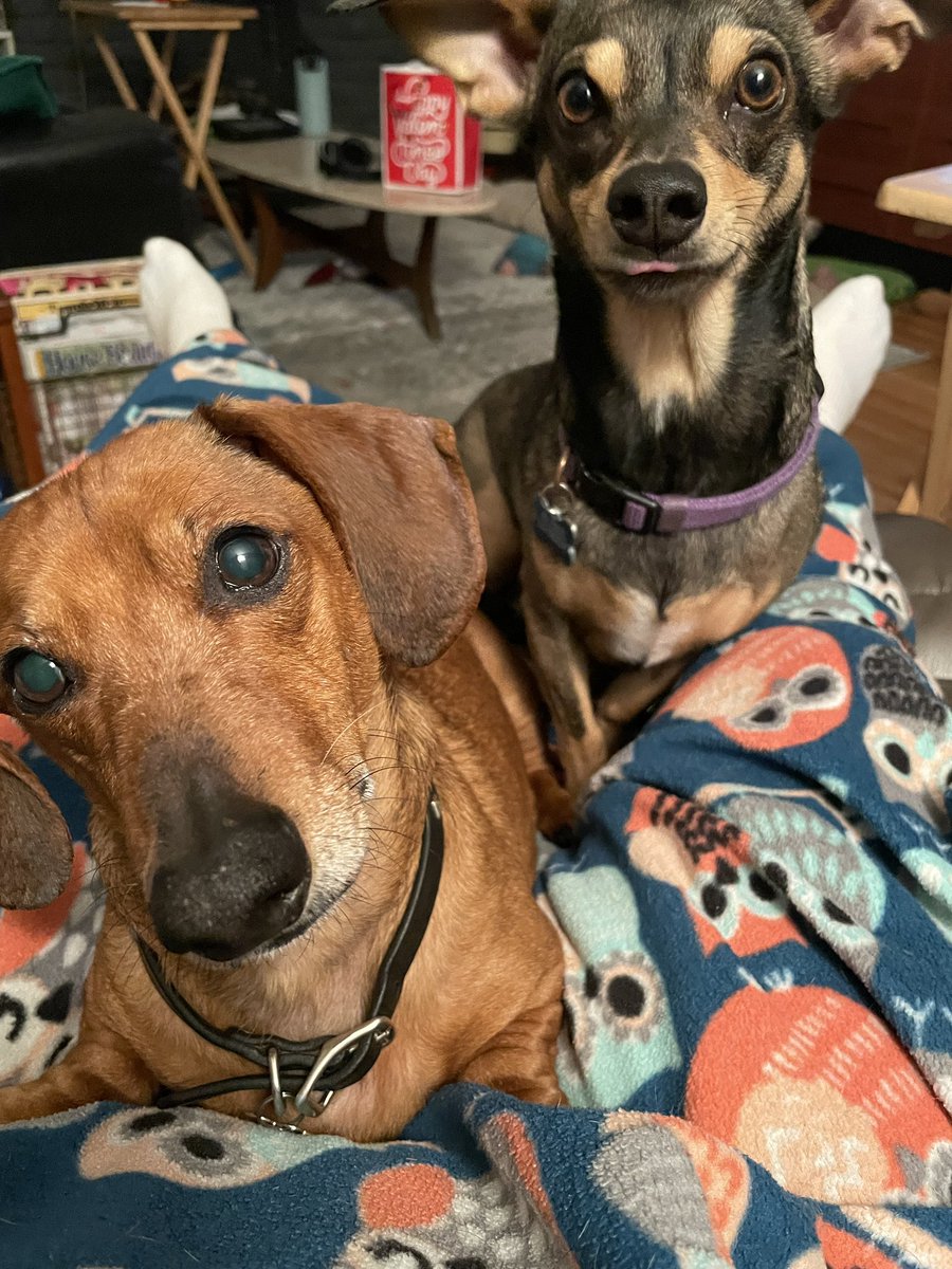 AndyMenconi's tweet photo. @OhNoSheTwitnt My sweet boys Jeno and Mr. Finkle https://t.co/HI1jZW5gZr