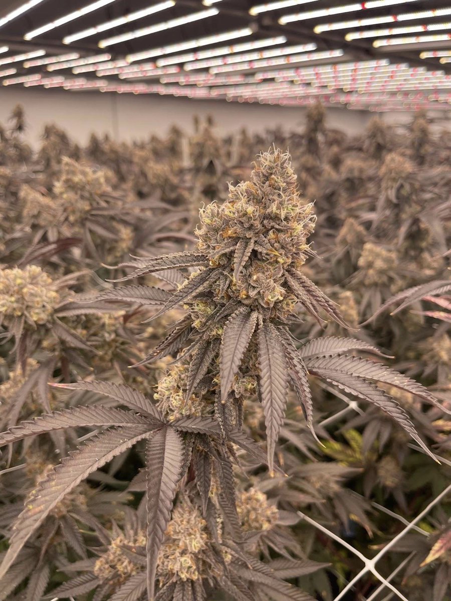 KingsGardenInc's tweet photo. Flavors on Flavors - Pie Hoe &amp; Peach Rings under Luxx Lighting 860w Pro XR LED &amp; looking incredible

#KingsGarden #RoyalBotanicals #LiveLikeAKing #KingofWeed #WhenQualityMeetsQuantity #KingsGardenFamily https://t.co/PA8KVoGtMY