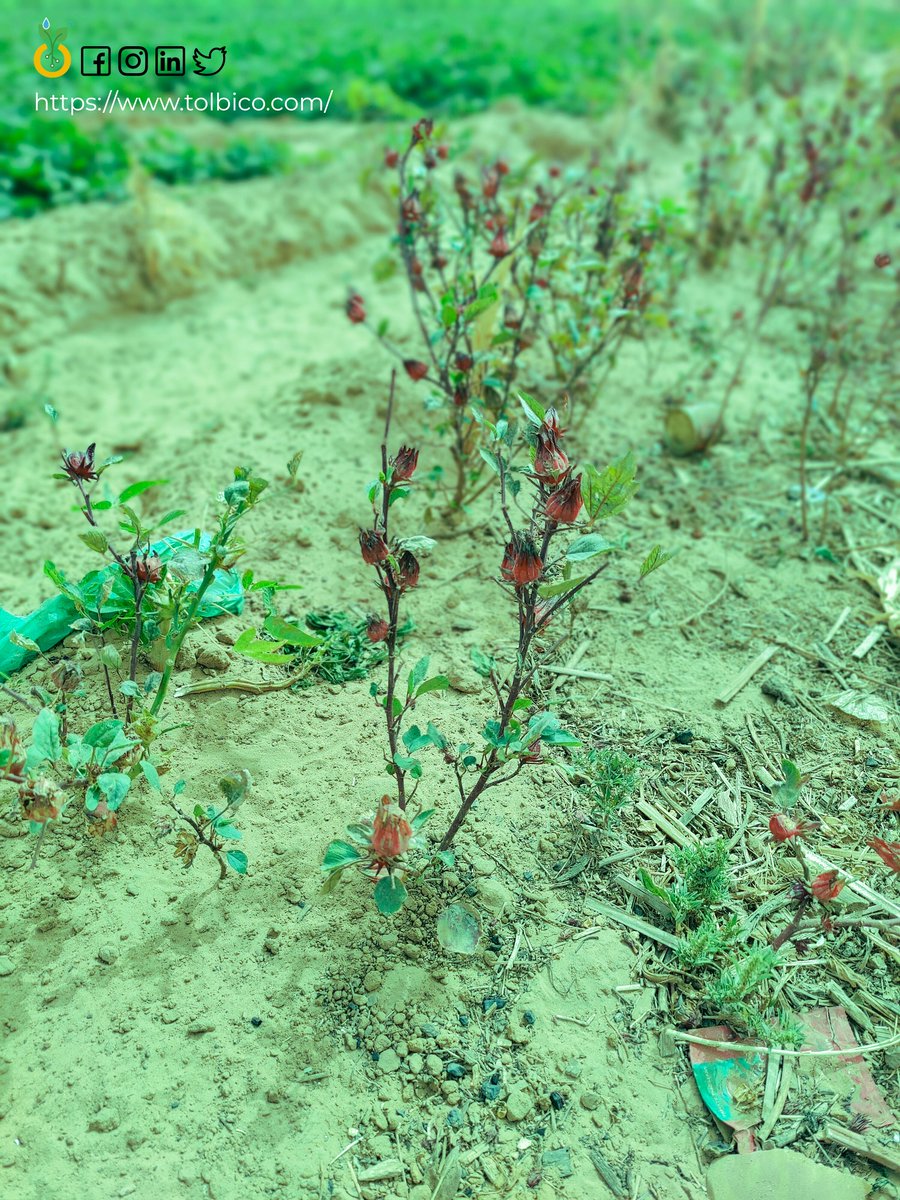 <a href="/Tolbi/">fofinha</a> était en mission dans la vallée du fleuve Sénégal avec la Direction de l'Horticulture (DHort), du ministère de l'agriculture et de l'équipement rural  représenté par son Chef de Division du Suivi , de l'Analyse des Marchés et des Productions Horticoles  <a href="/SerigneThiam/">serigne thiam</a>.