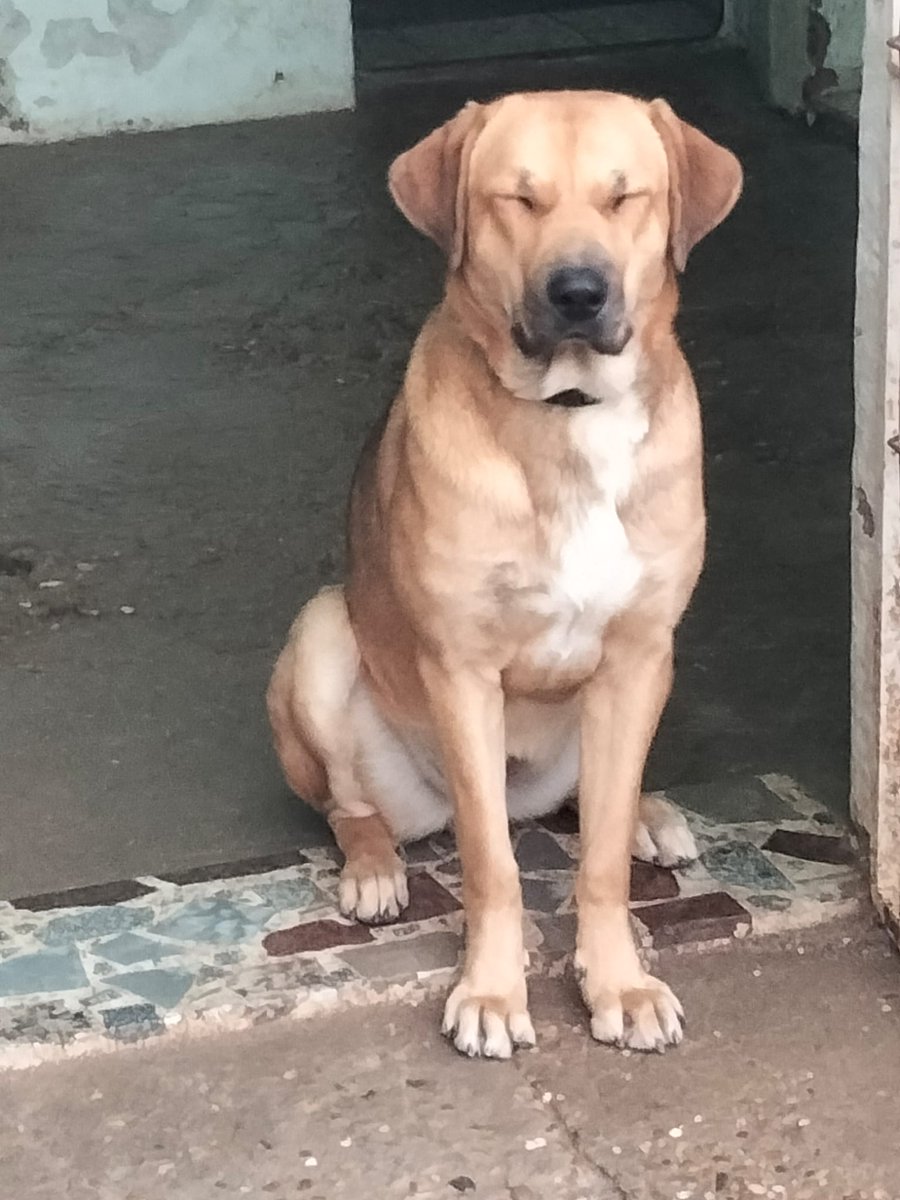 amor_animal015's tweet photo. Nadie me quiere pq no soy de tamaño pequeño.Y esa es mi triste realidad.Y así es como me encuentro,cada día más sola,triste y apagada.Quiero salir de aquí y que alguien me dé una oportunidad.
Estoy en MONTIJO (Badajoz) pero me envían a cualquier provincia.Tlf:665150708 Sólo wasap https://t.co/Urcs2qwmtM