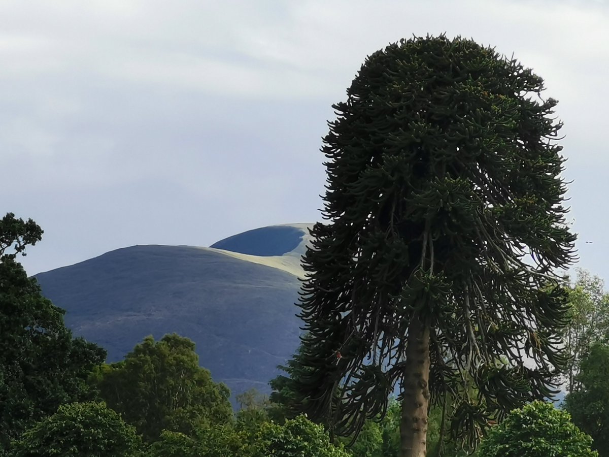 Talking this evening on #castlewellan #arboretum <a href="/nihgc/">NI Heritage Gardens</a> <a href="/HeritageFundNI/">The National Lottery Heritage Fund NI</a> <a href="/ForestServiceNI/">Forest Service Northern Ireland</a> one of the images