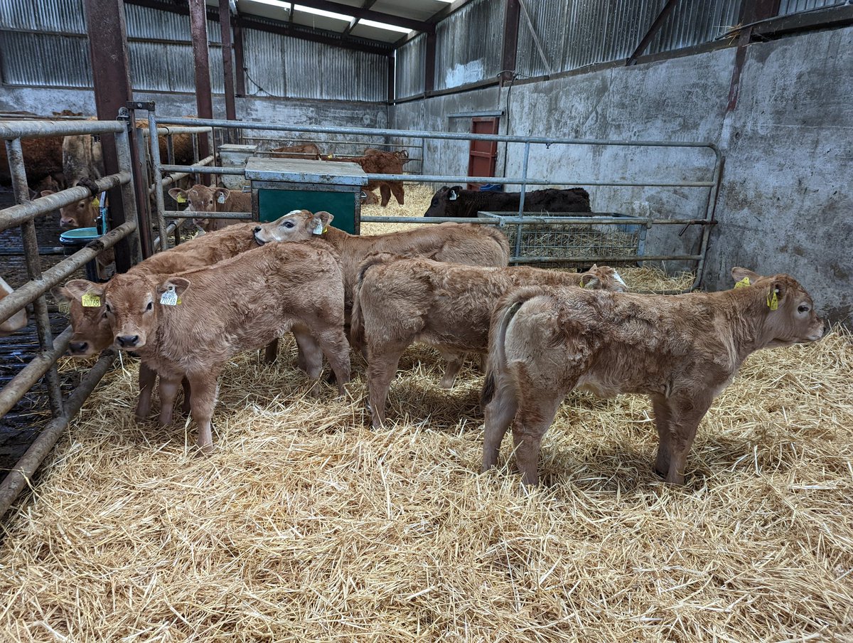 kilkeelan tweet media