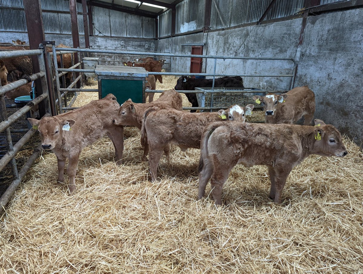 kilkeelan tweet media