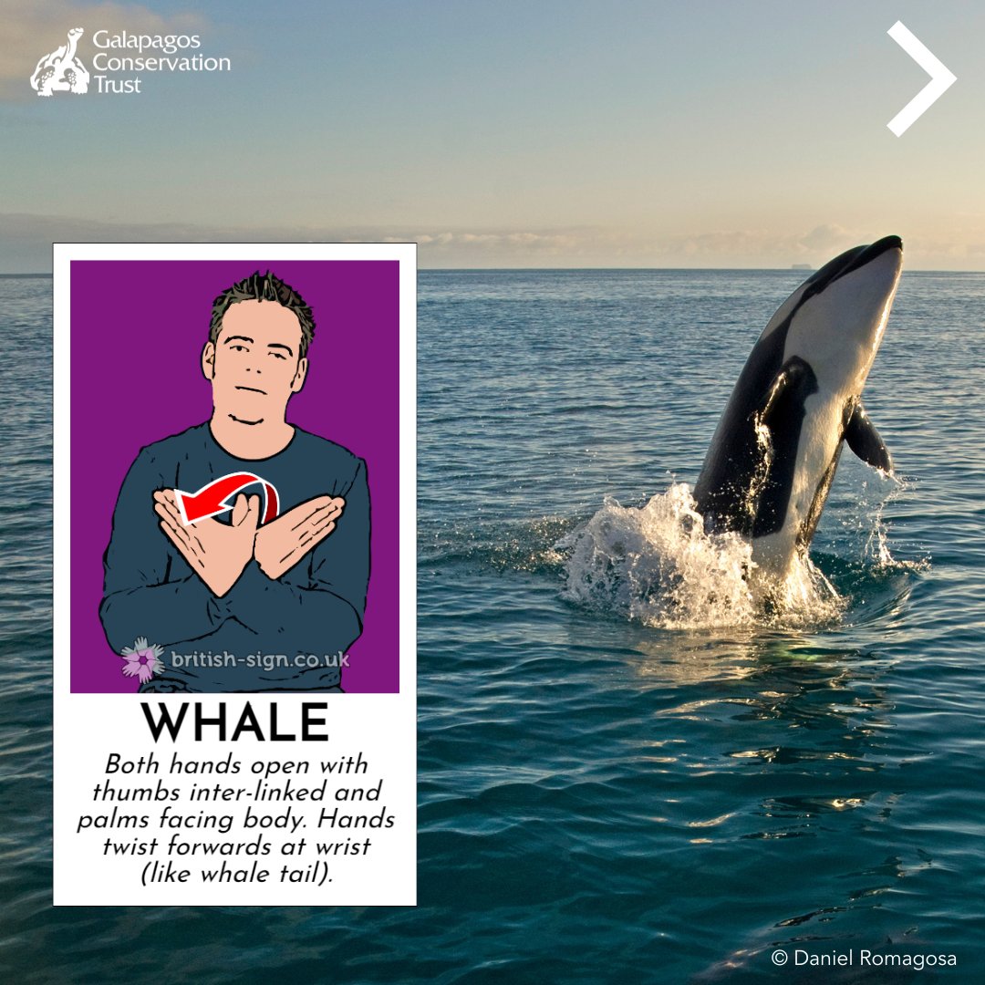 galapagossip's tweet photo. It's #SignLanguageWeek! 

So we've put together some British Sign Language signs for different #Galapagos animals for you to try! Don't forget to share, and let us know in the comments which animal word is your favourite to sign. 

#SLWEEK2022 #BSLBRINGSUSTOGETHER https://t.co/opQZt2k5vw